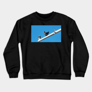 Double-crested Cormorant Stretching On a Light Pole Crewneck Sweatshirt